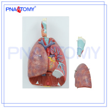 PNT-0430 Modèle de cavité nasale, orale, pharynx et larynx, modèle de système respiratoire humain